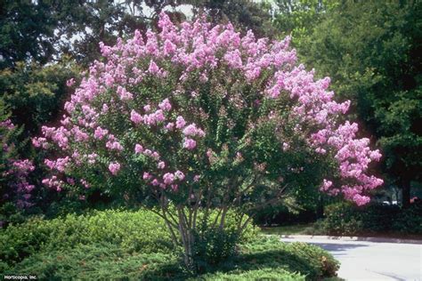 small trees that grow in shade