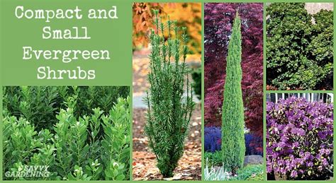 small vertical evergreen shrubs