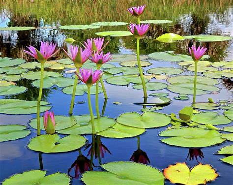 small water lily