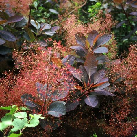 smoke bush companion plants