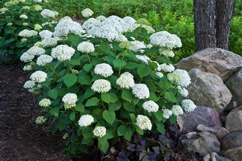 smooth hydrangea