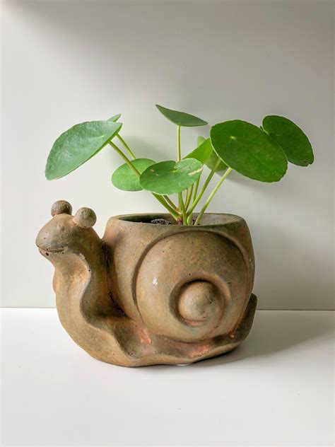 snail pots