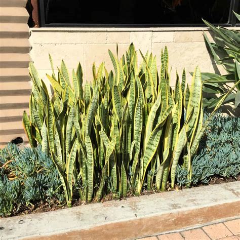snake plant