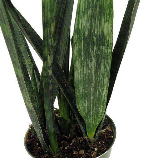 snakeskin plant