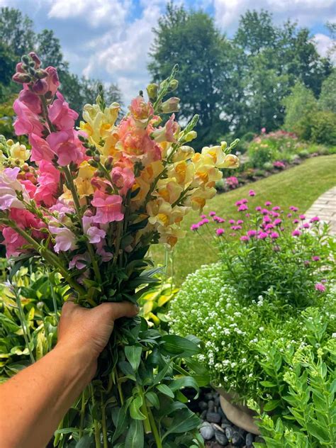 snapdragon garden