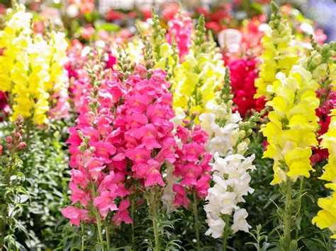 snapdragons