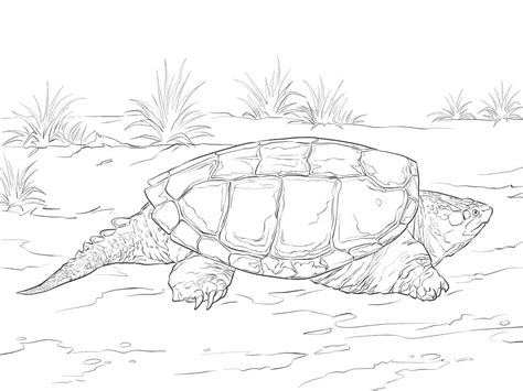 snapping turtle coloring pages