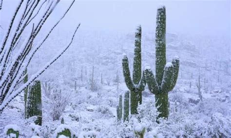 snow cactus