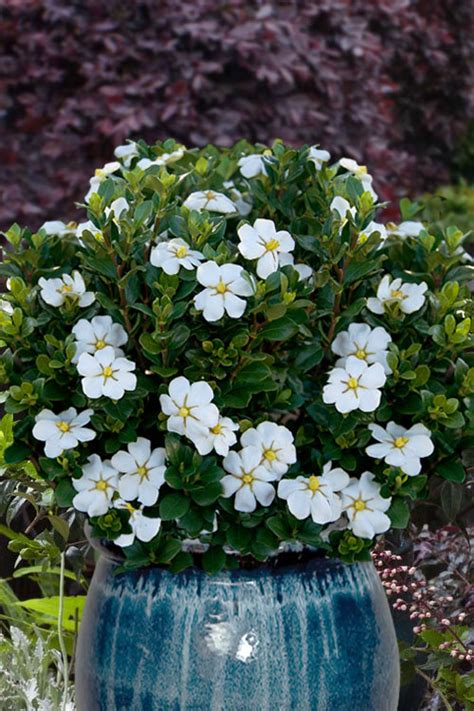 snow globe gardenia