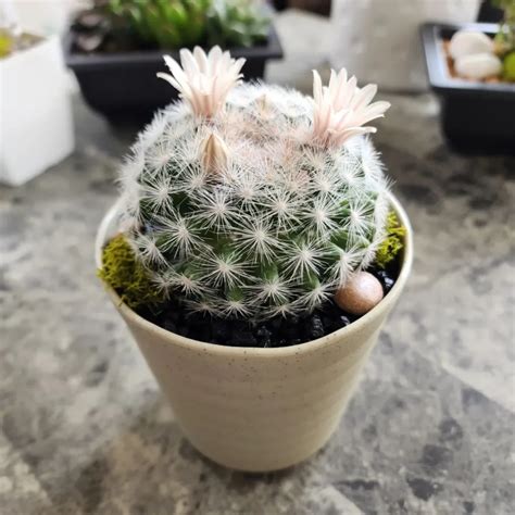 snowball cactus