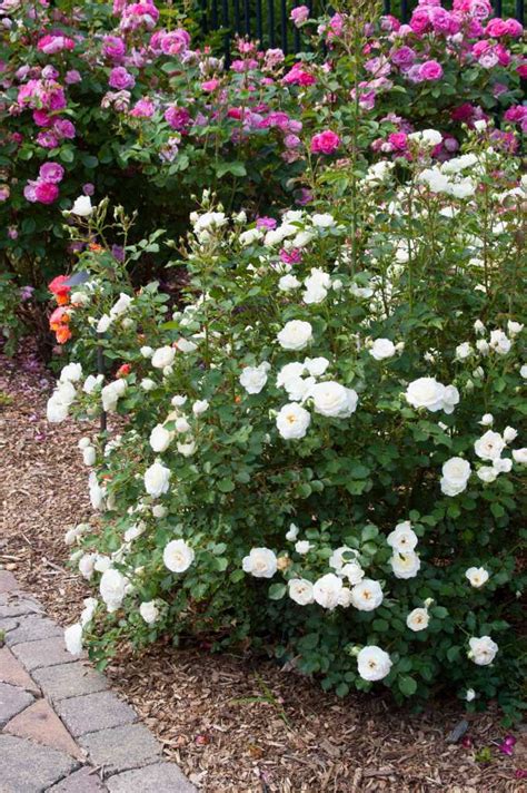 snowdrift rose