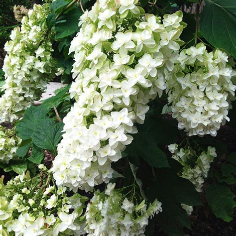 snowflake oakleaf hydrangea