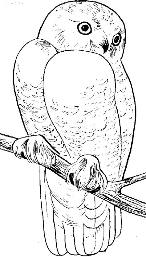 snowy owl coloring pages