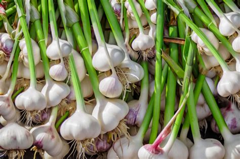 society garlic companion plants