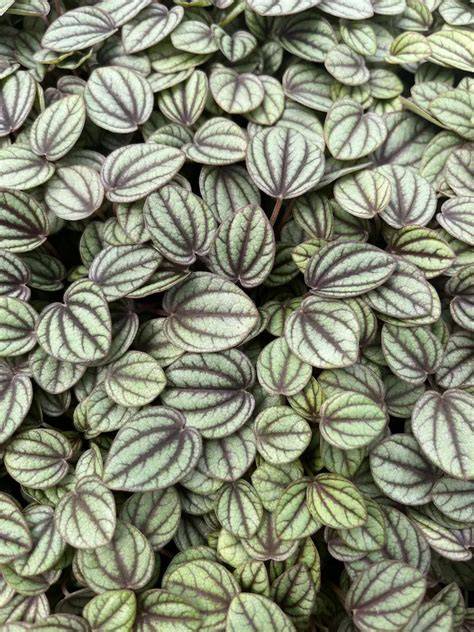 soft foliage plants