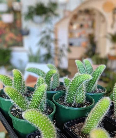 soft monkey tail cactus