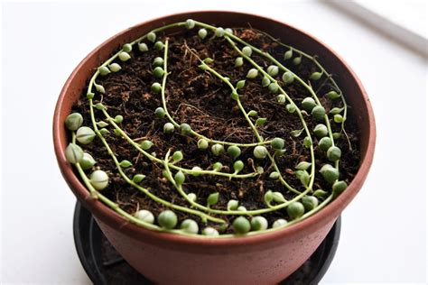 soil for string of pearls