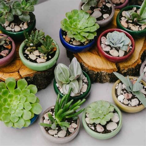 soil for succulents indoors