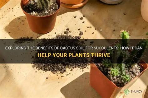 soil good for cactus