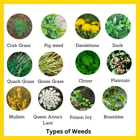 soil types and weeds