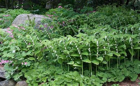 solomon's seal companion plant