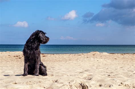 south padre island rentals dog friendly