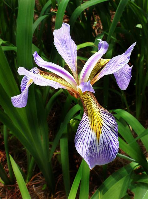 southern blue flag iris
