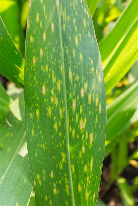 southern corn leaf blight