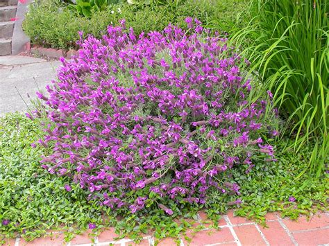 spanish lavender companion plants