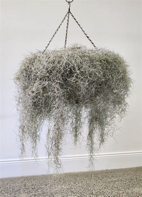spanish moss planter