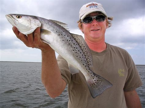 Speckled Trout Gulf Coast