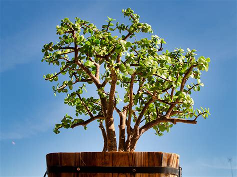 spekboom in english