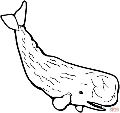 sperm whale coloring pages