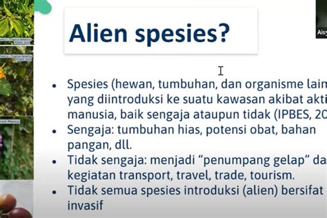 Spesies Invasif