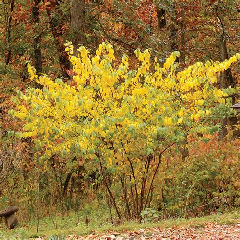 spicebush
