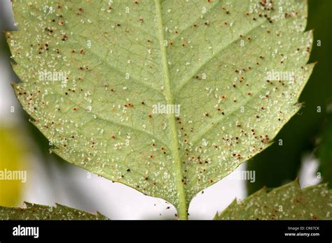 spider mite tree damage