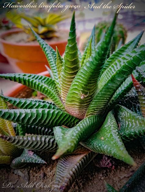 spider succulent
