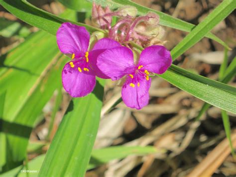 spiderwort pink