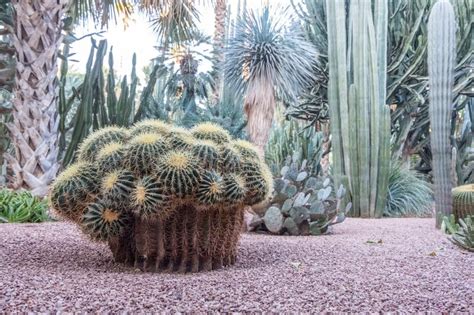 spiky cactus garden