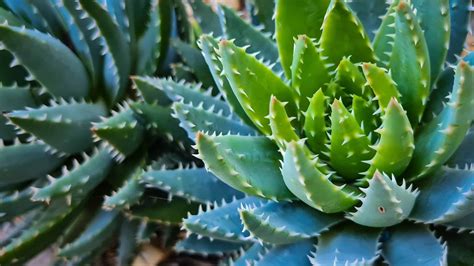 spiky succulent