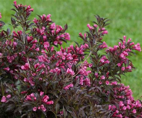 spilled wine weigela companion plants