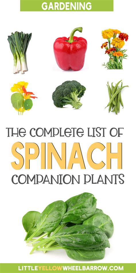 spinach companion herbs