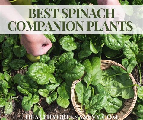 Spinach Companion Herbs: Enhancing the Flavor of Your Leafy Greens