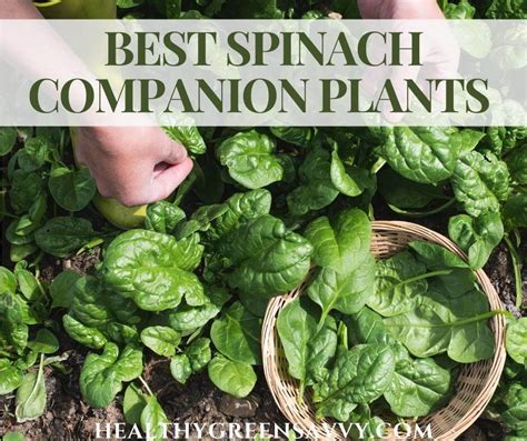 spinach companion herbs