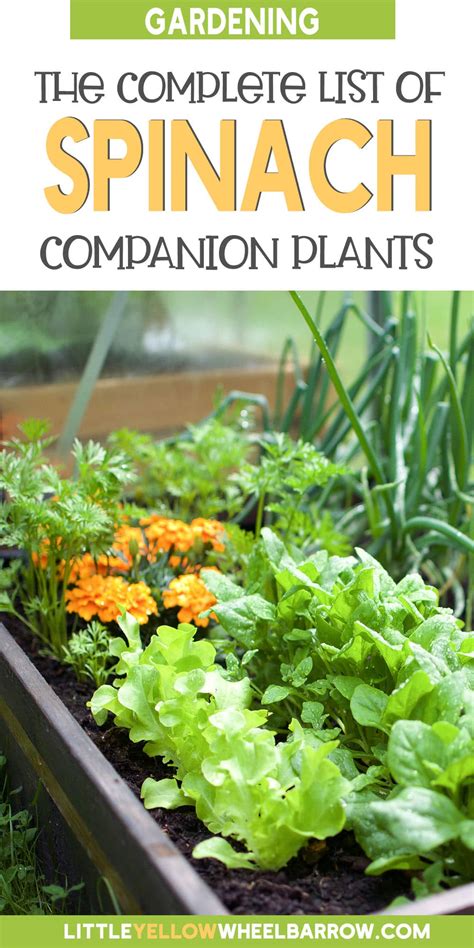 Spinach Companion Plants