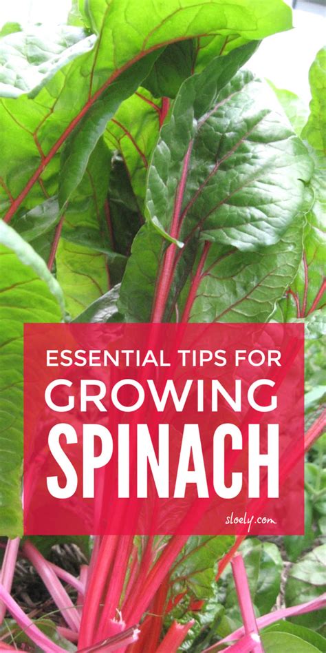 spinach growing tips