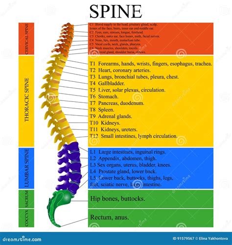 Spine Chart Labeled