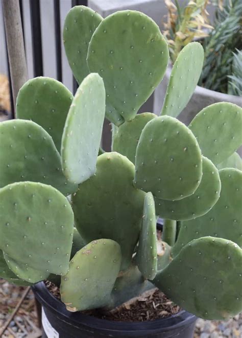 spineless prickly pear