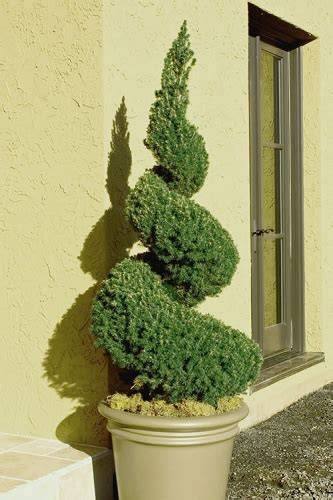 spiral dwarf alberta spruce