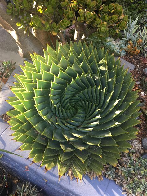 spiral succulent